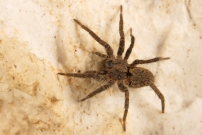 Une femelle (Araneae - Lycosidae - Alopecosa albofasciata)